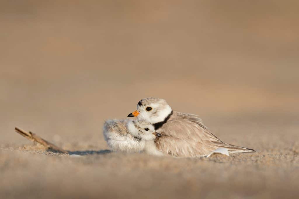 Baby bird under a protective wing of a parent bird